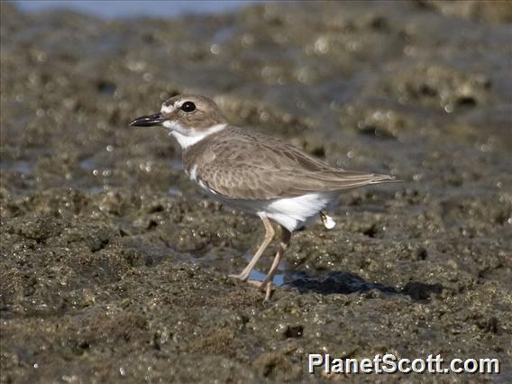 Wilson's Plover (Anarhynchus wilsonia)