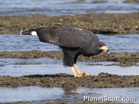 Common Black-Hawk (Buteogallus anthracinus)