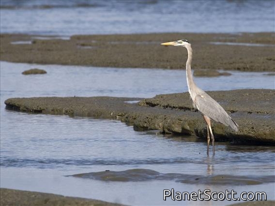 Great Blue Heron (Ardea herodias)