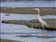 Great Blue Heron (Ardea herodias)