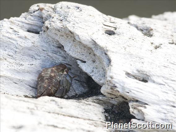 Semi-terrestrial Hermit Crab (Coenobita compressus)