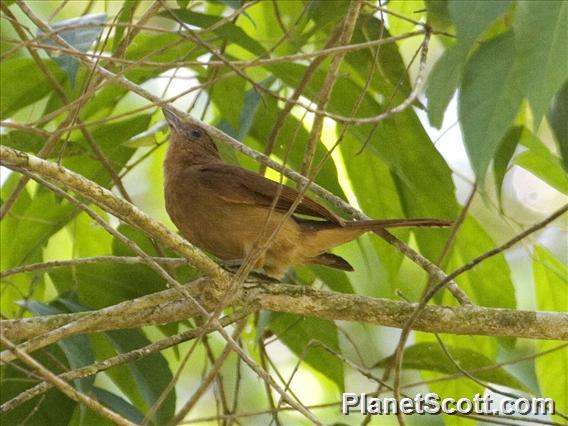 Rufous Mourner (Rhytipterna holerythra)