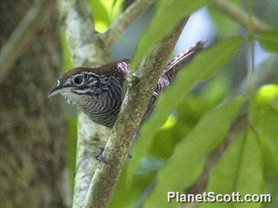 Riverside Wren (Cantorchilus semibadius)