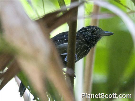 Black-hooded Antshrike (Thamnophilus bridgesi)