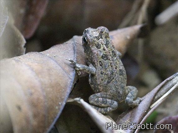 Giant Toad (Rhinella horribilis)