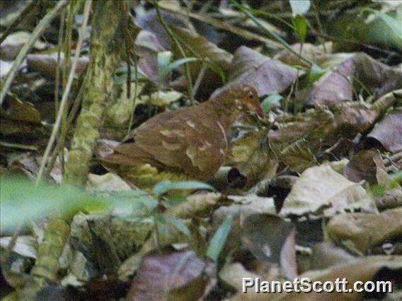 Ruddy Quail-Dove (Geotrygon montana)