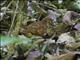 Ruddy Quail-Dove (Geotrygon montana)