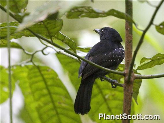 Black-hooded Antshrike (Thamnophilus bridgesi)