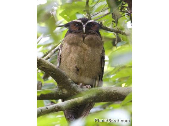 Crested Owl (Lophostrix cristata)