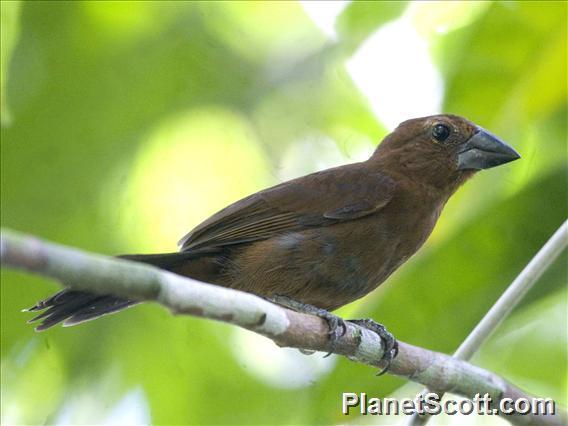 Blue-black Grosbeak (Cyanoloxia cyanoides)