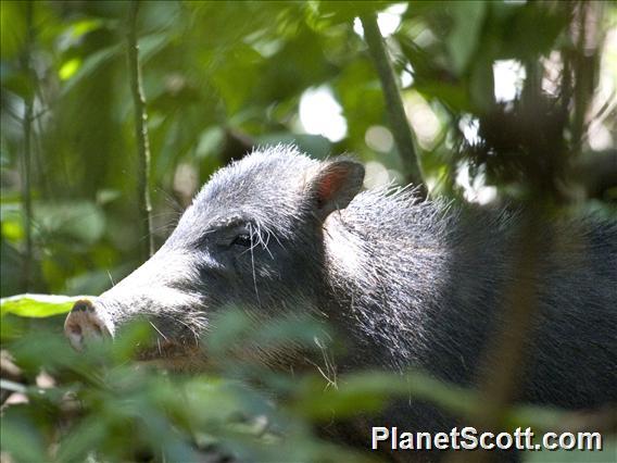 White-lipped Peccary (Tayassu pecari)