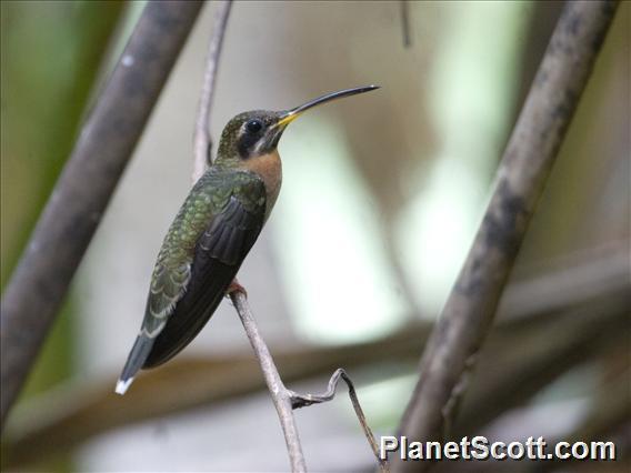 Band-tailed Barbthroat (Threnetes ruckeri)