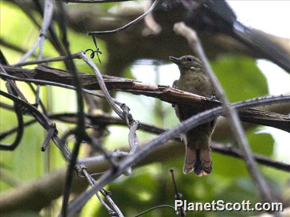 Northern Plain Xenops (Xenops mexicanus)