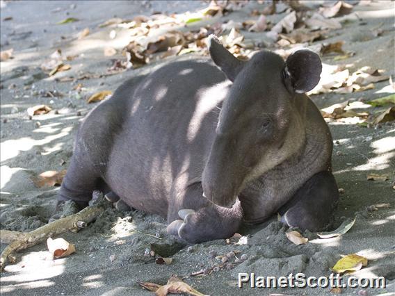 Baird's tapir (Tapirus bairdii)