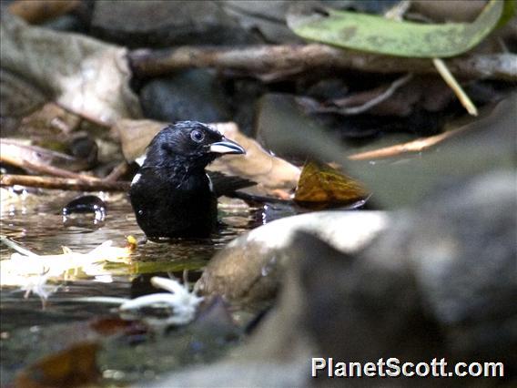 White-shouldered Tanager (Loriotus luctuosus)