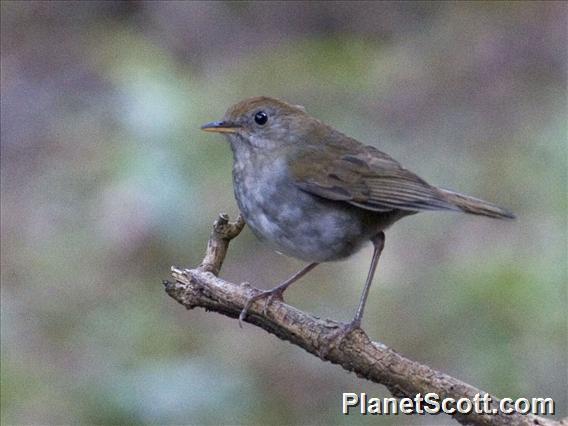 Ruddy-capped Nightingale-Thrush (Catharus frantzii)