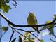 Yellow-winged Vireo (Vireo carmioli)