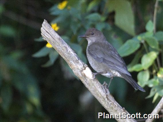 Mountain Thrush (Turdus plebejus)