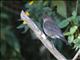 American Mountain Thrush (Turdus plebejus)