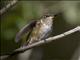 Volcano Hummingbird (Selasphorus flammula)