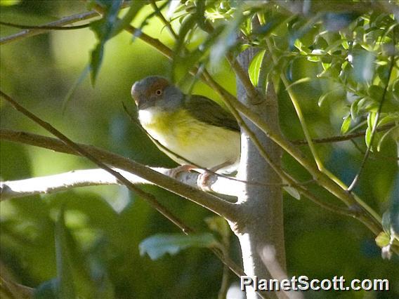 Rufous-browed Peppershrike (Cyclarhis gujanensis)