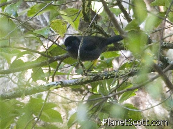 Yellow-thighed Brushfinch (Atlapetes tibialis)