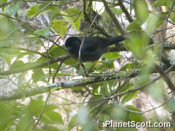 Yellow-thighed Finch (Atlapetes tibialis)