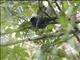 Yellow-thighed Finch (Pselliophorus tibialis)