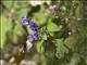 Volcano Hummingbird (Selasphorus flammula)