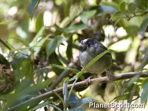 Black-cheeked Warbler (Basileuterus melanogenys)