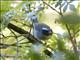 Black-cheeked Warbler (Basileuterus melanogenys)