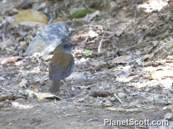 Black-billed Nightingale-Thrush (Catharus gracilirostris)