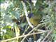 Large-footed Finch (Pezopetes capitalis)