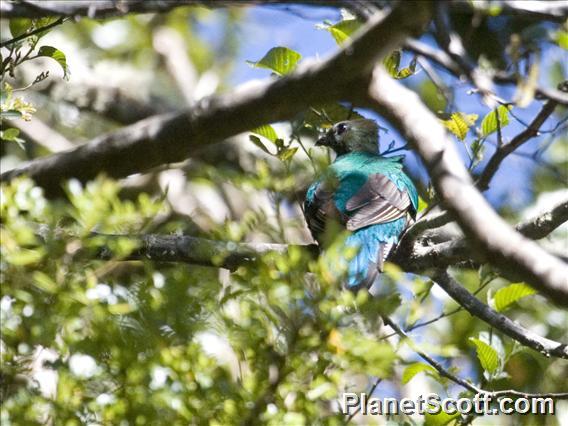 Resplendent Quetzal (Pharomachrus mocinno)