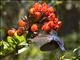 Fiery-throated Hummingbird (Panterpe insignis)