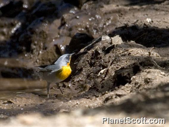 Flame-throated Warbler (Oreothlypis gutturalis)