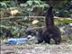 White-nosed Coati (Nasua narica)