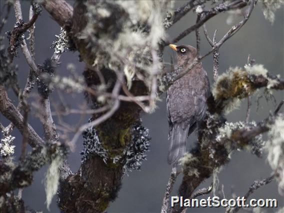 Sooty Thrush (Turdus nigrescens)