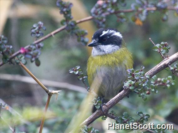 Sooty-capped Bush-Tanager (Chlorospingus pileatus)