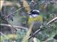 Sooty-capped Bush-Tanager (Chlorospingus pileatus)