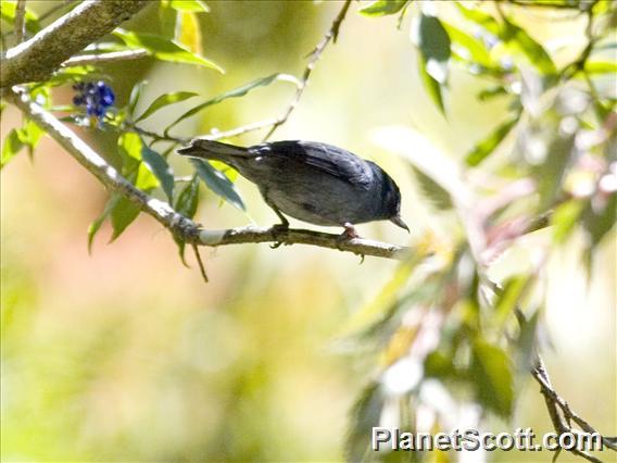 Slaty Flowerpiercer (Diglossa plumbea)