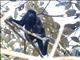 Mantled Howler Monkey (Alouatta palliata)