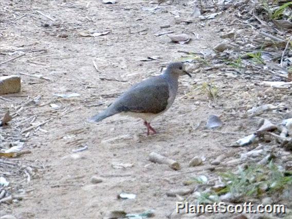 Gray-headed Dove (Leptotila plumbeiceps)