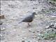 Grey-headed Dove (Leptotila plumbeiceps)