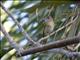 Yellow-green Vireo (Vireo flavoviridis)