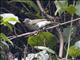 Red-eyed Vireo (Vireo olivaceus)