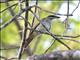 Streaked Flycatcher (Myiodynastes maculatus)