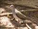 White-tipped Dove (Leptotila verreauxi)