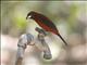 Crimson-backed Tanager (Ramphocelus dimidiatus)