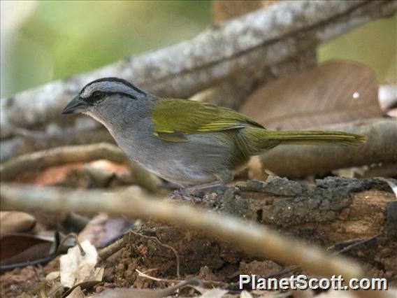 Black-striped Sparrow (Arremonops conirostris)